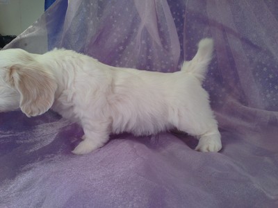 All White Female Lachon puppy for sale #13|Shipping teddy bear puppies to Florida available for only $150|Most US Cities Included 
